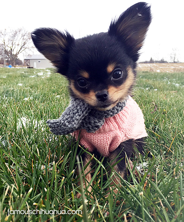 long haired black teacup chihuahua