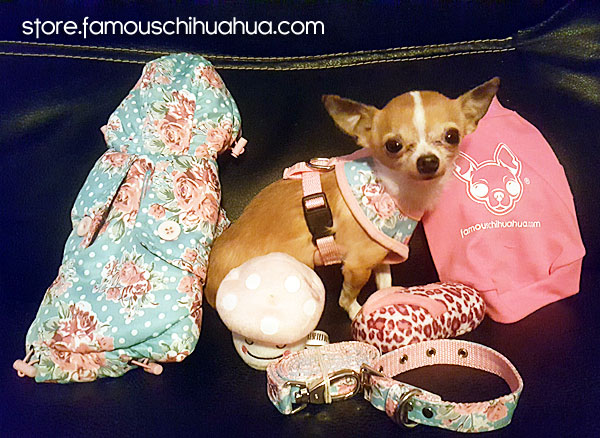 teacup chihuahua clothes