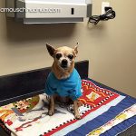 teaka famous chi vet