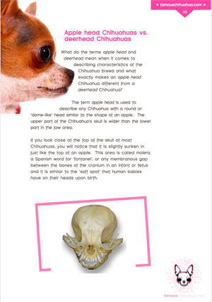 Apple head Chihuahuas vs. Deer head Chihuahuas: how they are different