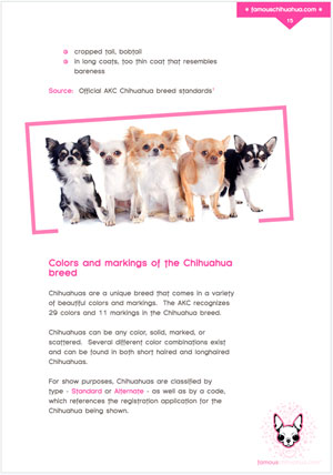 colors and markings of the chihuahua breed