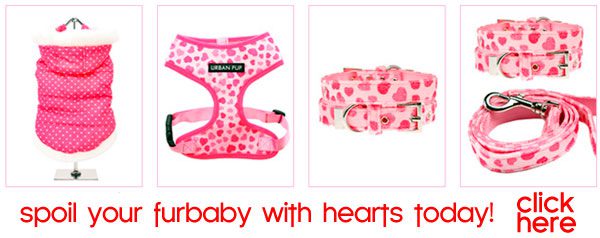 hearts dog clothes