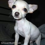 mrpigs famous chihuahua