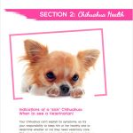 sickchihuahua