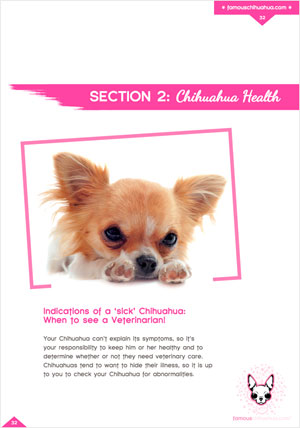 signs and symptoms of a sick chihuahua