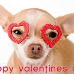 valentines chihuahua
