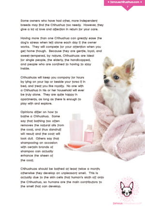 learn about the chihuahua breed in one simple ebook!