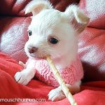 fleurtje famous chihuahua