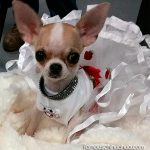 pixie famous chihuahua