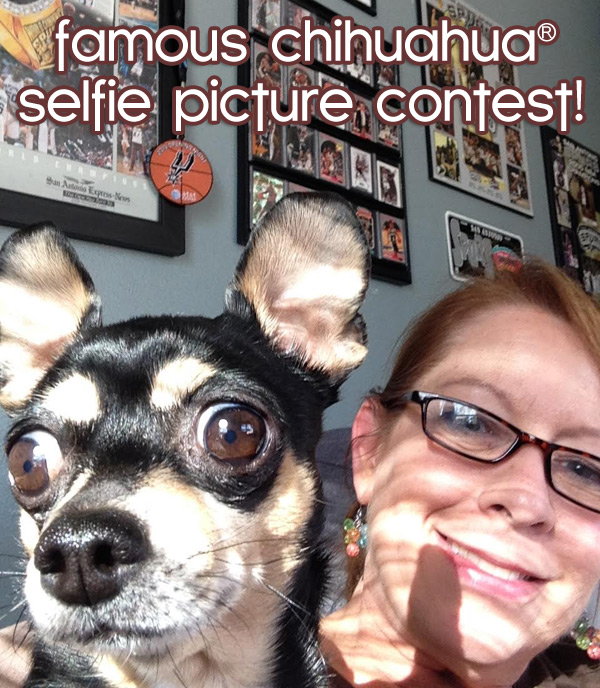 famous chihuahua selfie picture contest!