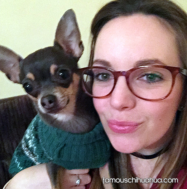 chihuahua selfie picture