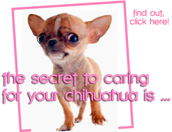 secret to caring for chihuahua
