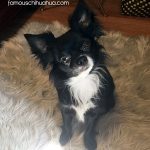 tucker famous chihuahua