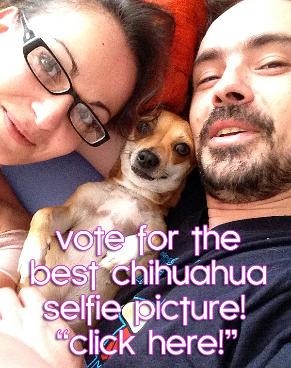 vote for the best chihuahua selfie picture