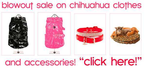 blowout sale on chihuahua clothes!