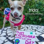 frida chihuahua appreciation day