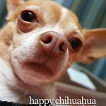 gizzy chihauhua day