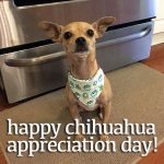 gracie chihuahua day