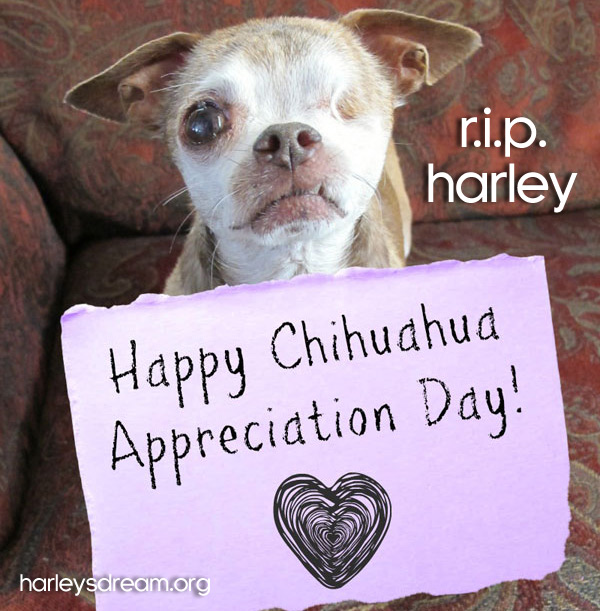 harleysdream.org one eyed chihuahua