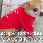 juno chihuahua day