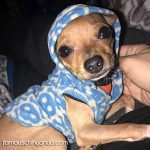 poo famous chihuahua