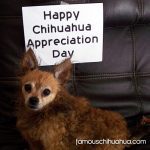 spartacus chihuahua day