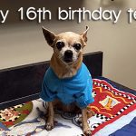 teaka 16 famouschihuahua