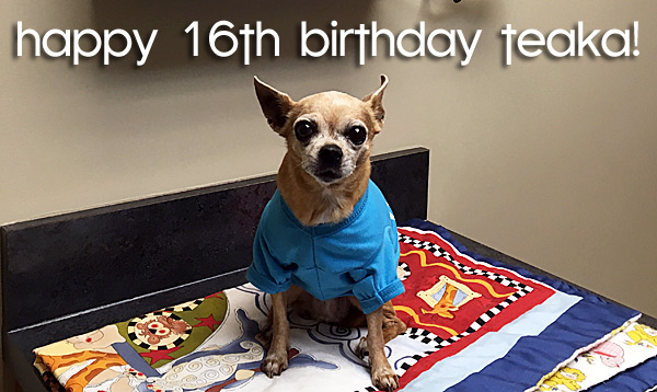 happy 16th birthday to teaka the famous chihuahua that satrted it all!