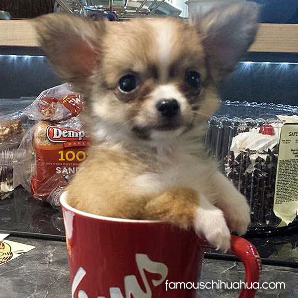 teacup chihuahua in cup