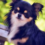 bacardi famous chihuahua