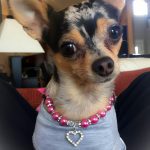 mia famous chihuahua