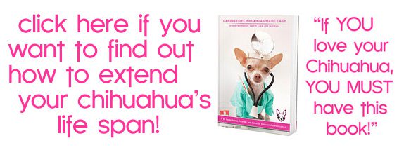 chihuahua health guide