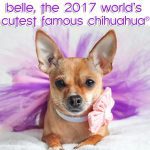 belle worlds cutest famouschihuahua