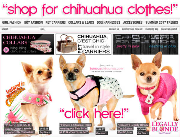 chihuahua clothes and accessories