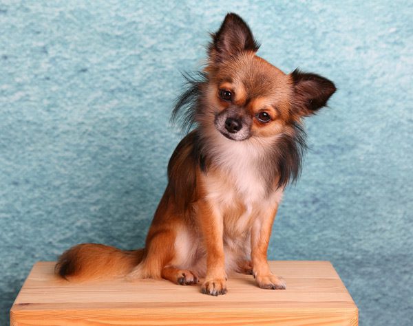 long haired chihuahua dog