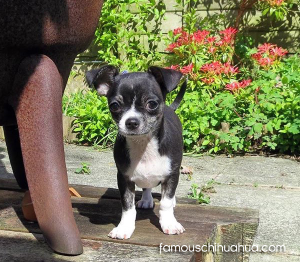 black and white apple head chihuahua puppy