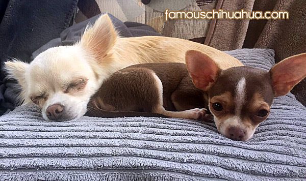 cute teacup chihuahuas