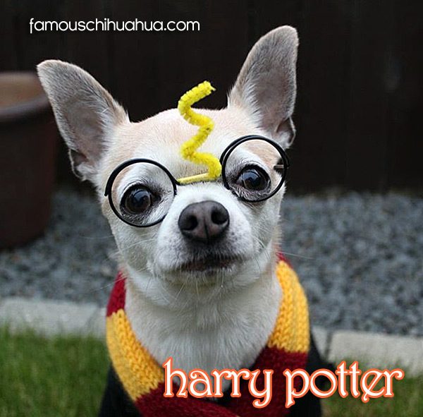 buddy harrypotter chihuahua