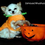 chiahuhua by pumpkin