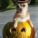chihuahua in pumpkin