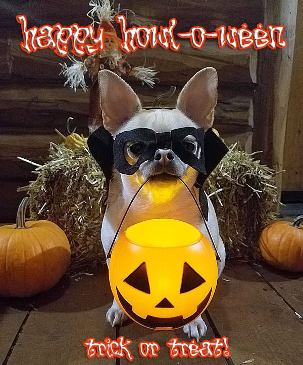 halloween trickortreat chihuahua