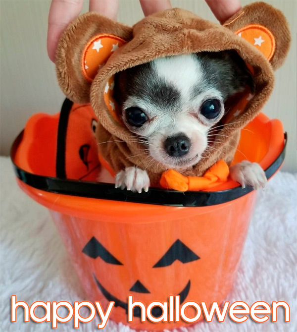 chihuahua mouse in pumpkin