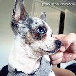 little famous chihuahua