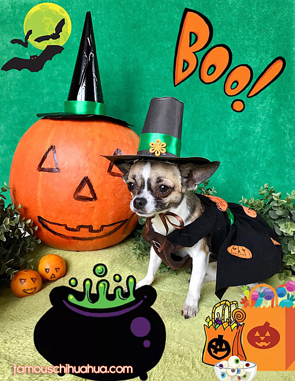 chihuahua halloween picture