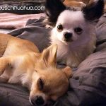 ozzy tequila famouschihuahuas