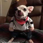 rocky halloween chihuahua