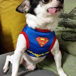 superman chihuahua costume
