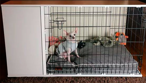 chihuahua in crate