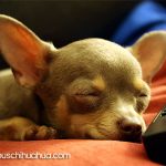 luca famous chihuahua