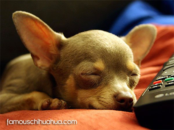 luca famous chihuahua